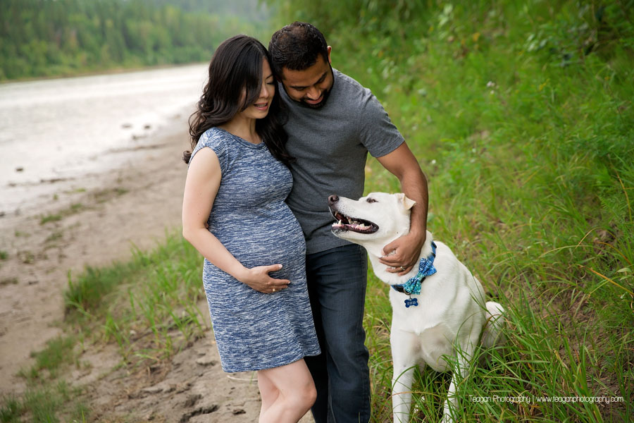 An expectant couple pose with their large white dog during an Edmonton photography session