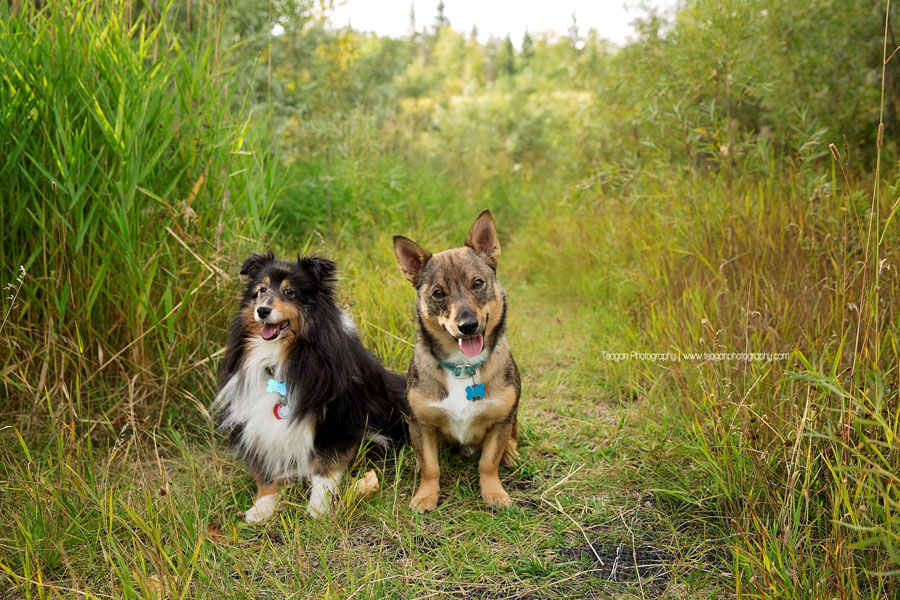Two small furry dogs pose for photos in long grass at Larch Sanctuary