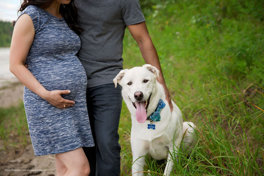 An expectant couple pose with their large white dog during an Edmonton photography session