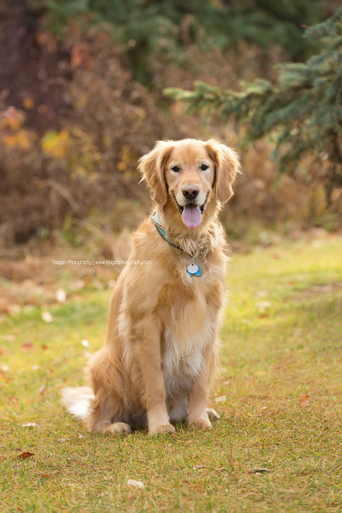 A Golden Labrador dog poses in the fall colours in Edmonton's Millcreek Ravine