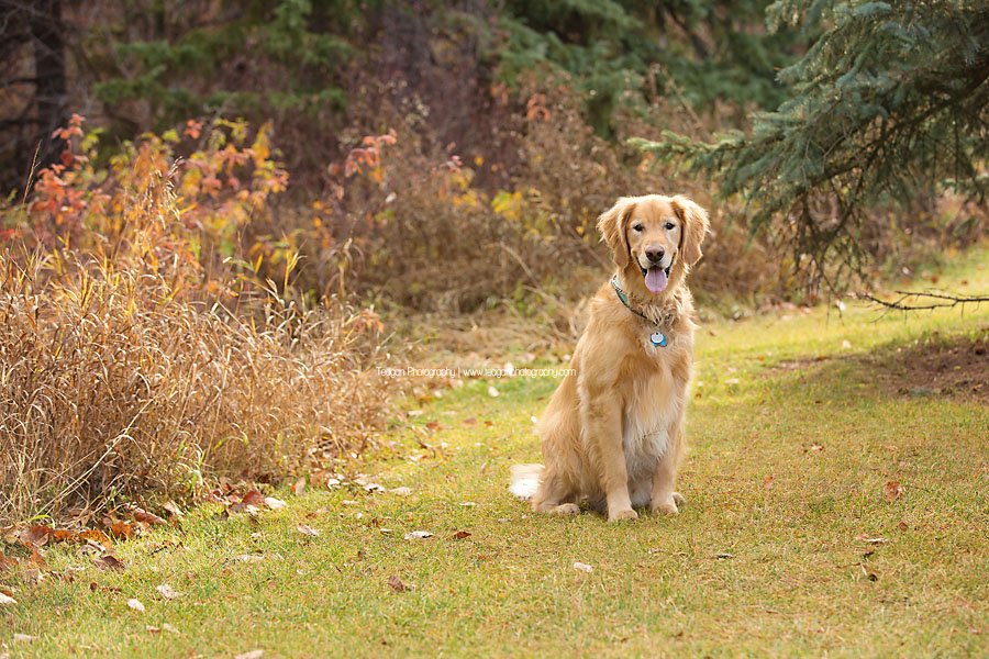 A Golden Labrador dog poses in the fall colours in Edmonton's Millcreek Ravine