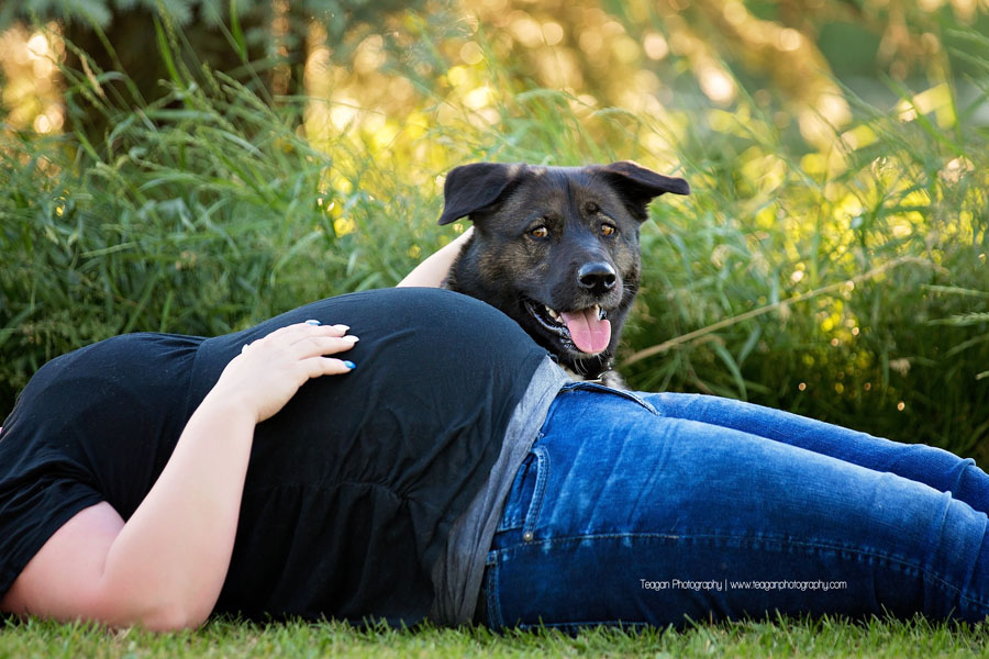 A German Shepard dog poses in the summer sun in Edmonton with her pregnant human mom